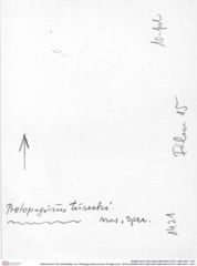 Historisches Foto (Rückseite) von Tithopaguristes porosus (Fraaije et al., 2019) (NHMW-AFW-GEO-BACHMAYER-FOTO-1990-0041-1421)